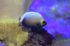 Conspicillatus Angel (Aquacultured)
