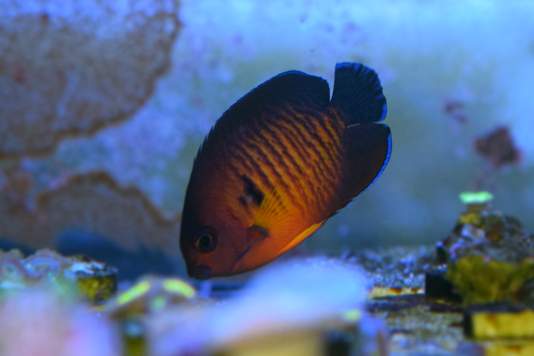 Coral Beauty