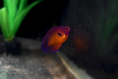 Coral Beauty