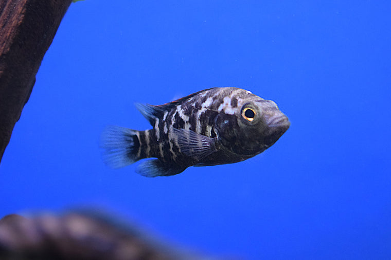 Cuban Cichlid