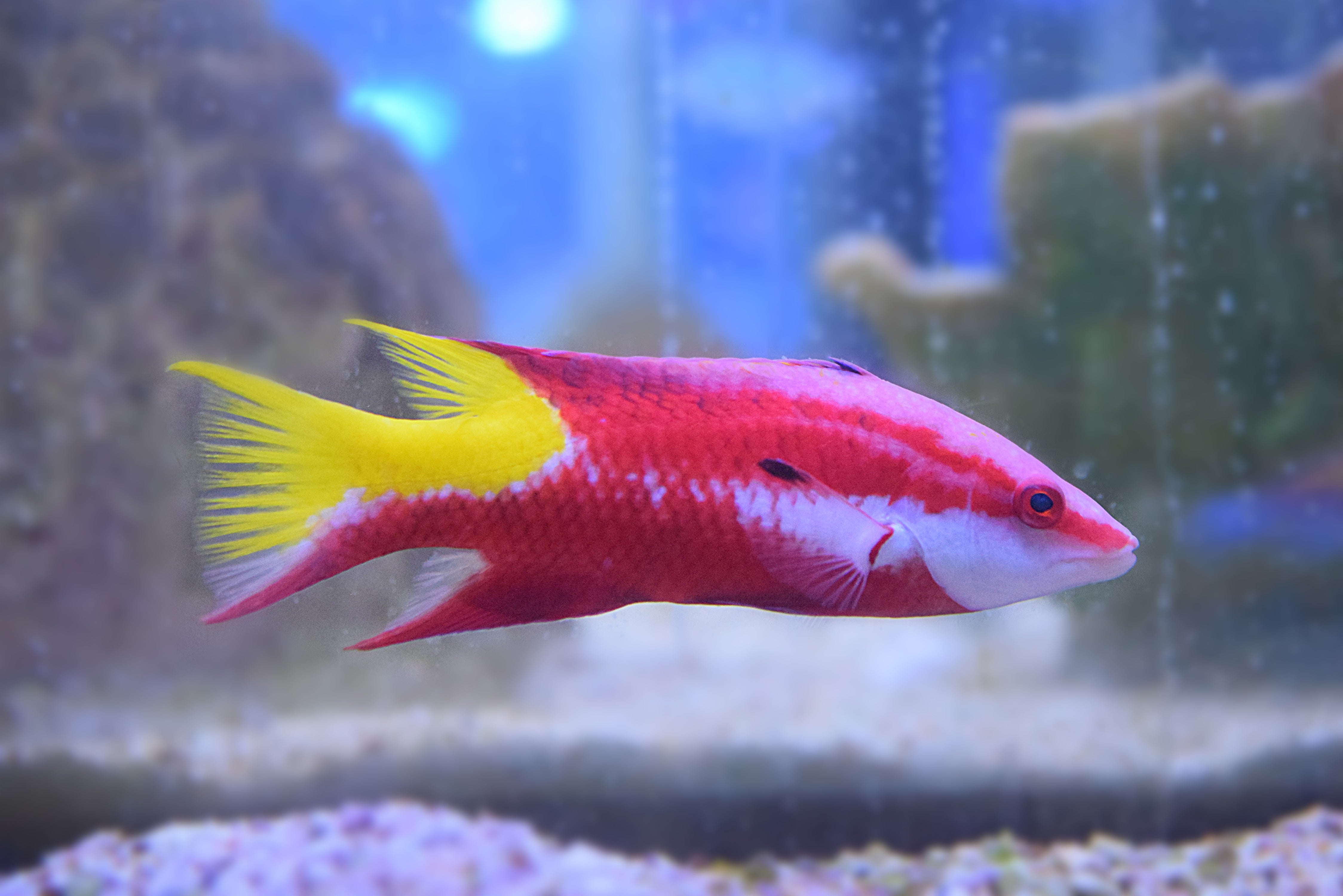Cuban Hogfish