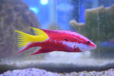 Cuban Hogfish