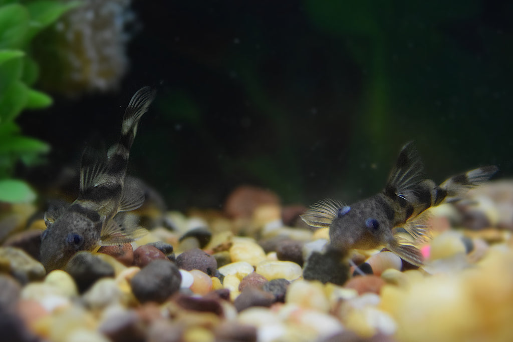 Synodontis decorus