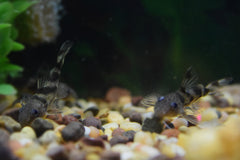 Synodontis decorus