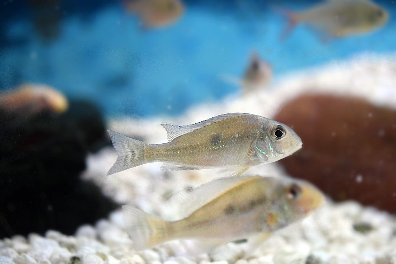 Geophagus sveni "Sven's Eartheater"