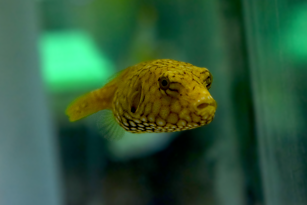Mappa Puffer