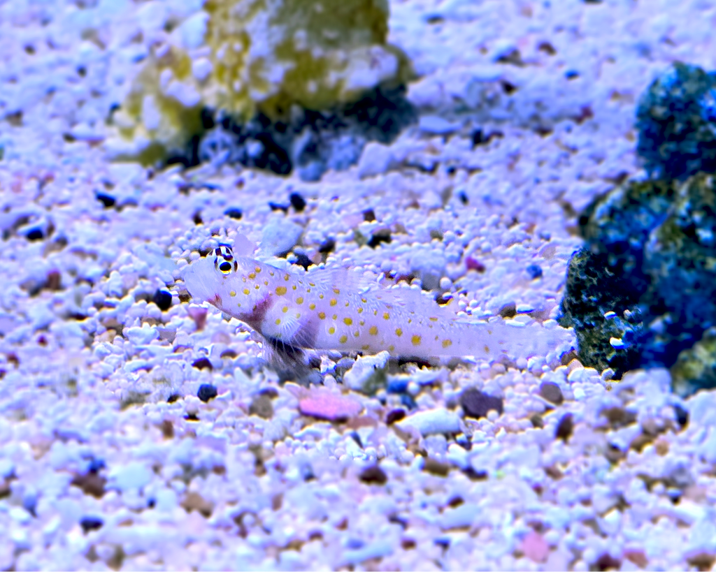 Guttata Goby