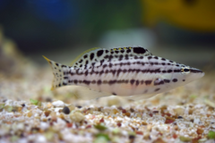 Harlequin Basslet