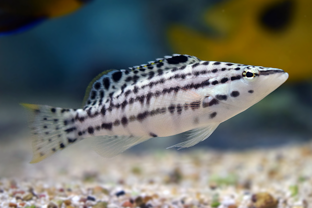 Harlequin Basslet