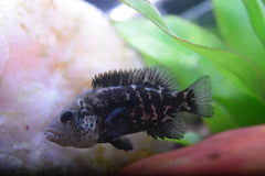 Hatiensis Cichlid "Black Nasty"