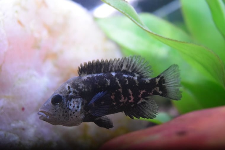 Hatiensis Cichlid 