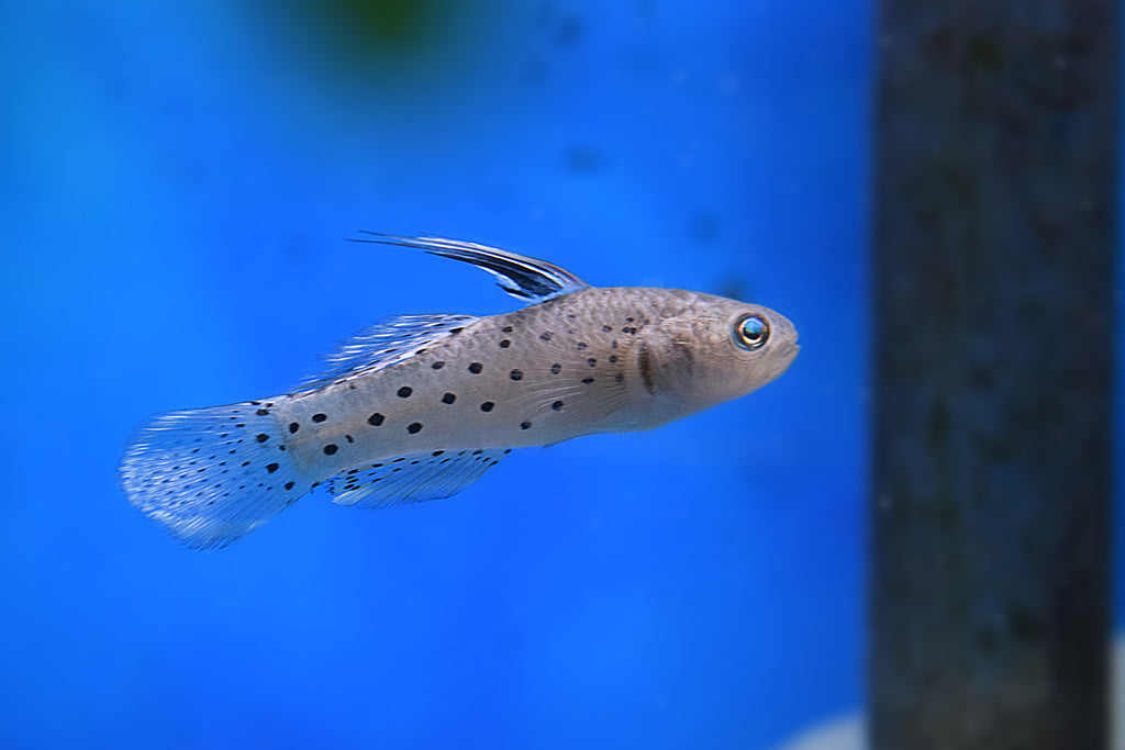 HiFin Knight Goby