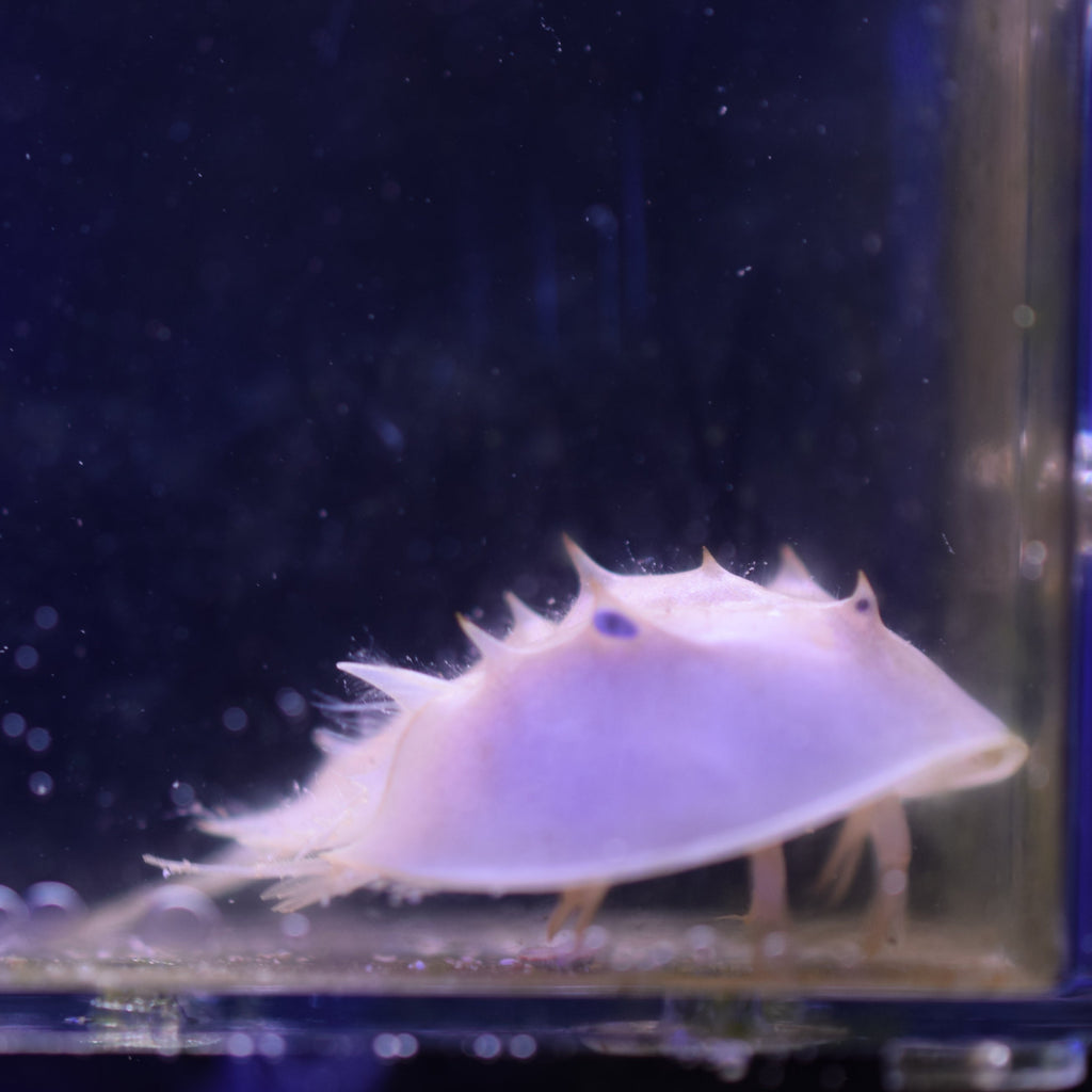 Horseshoe Crab (Small)
