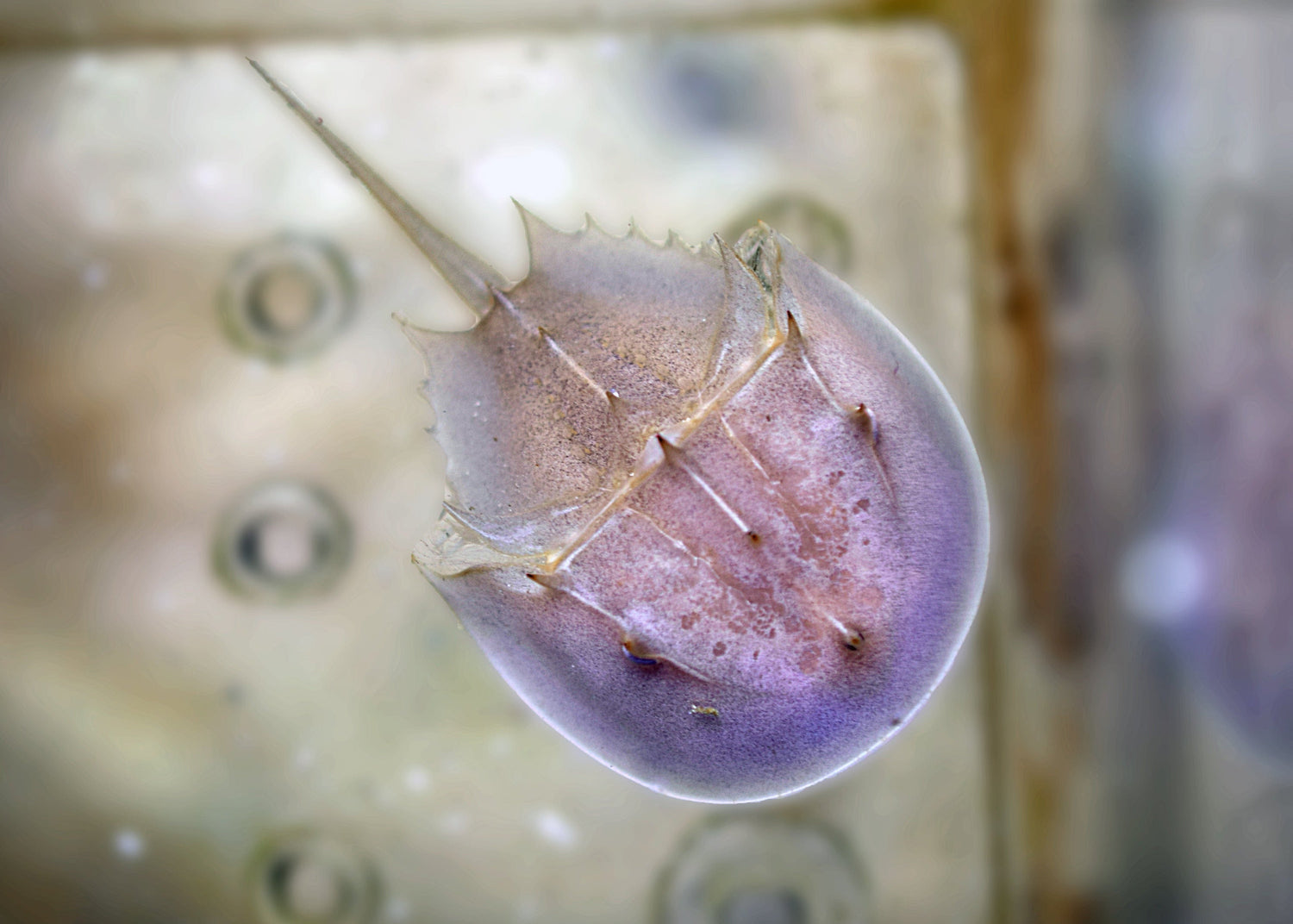 Horseshoe Crab (Small)