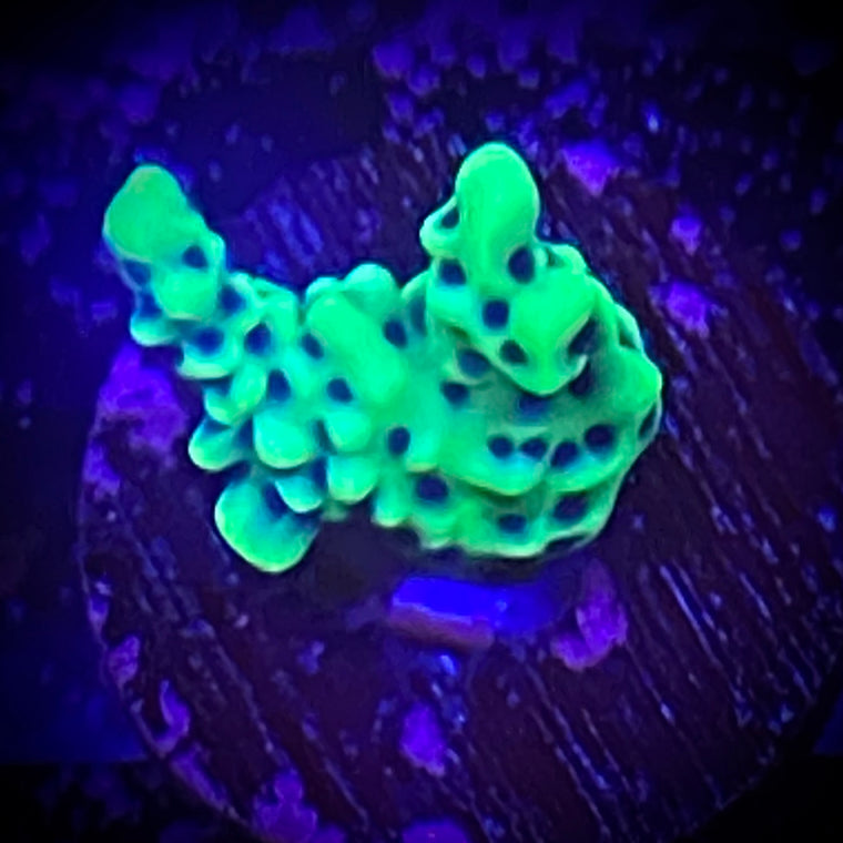 K-47 Montipora Spongodes