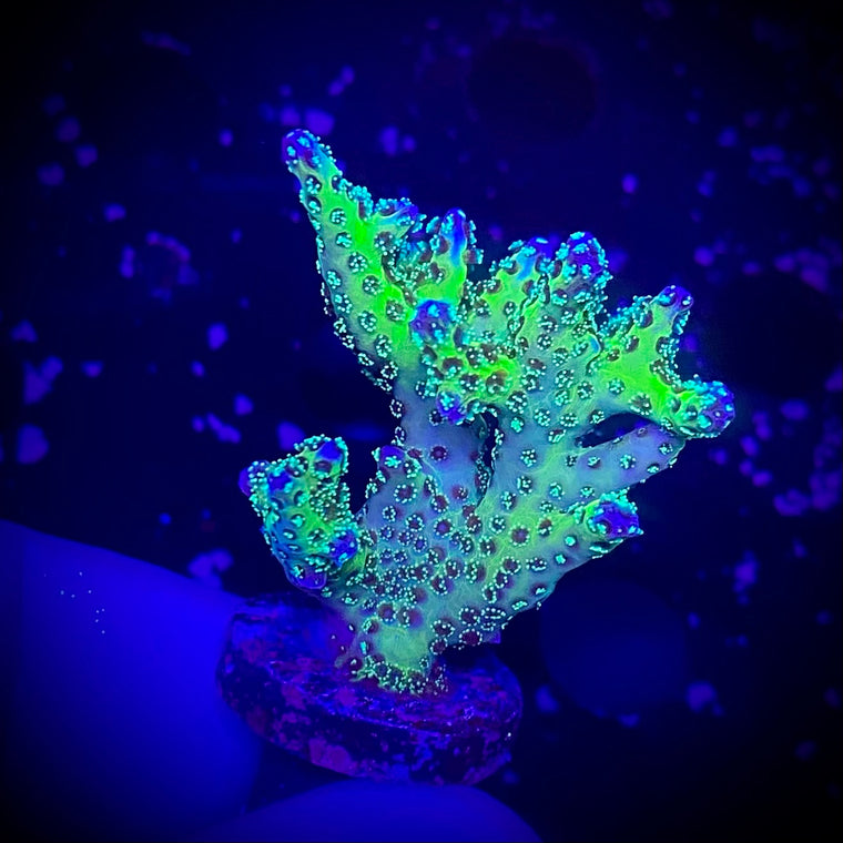 K-53 Rainbow Pocillopora