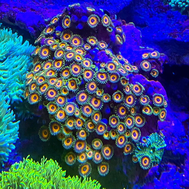 K-08 Eagle Eye Zoanthids