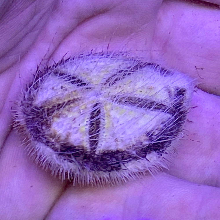 Heart Urchin