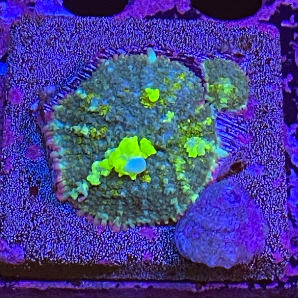 K-16 Toxic Bounce Mushroom
