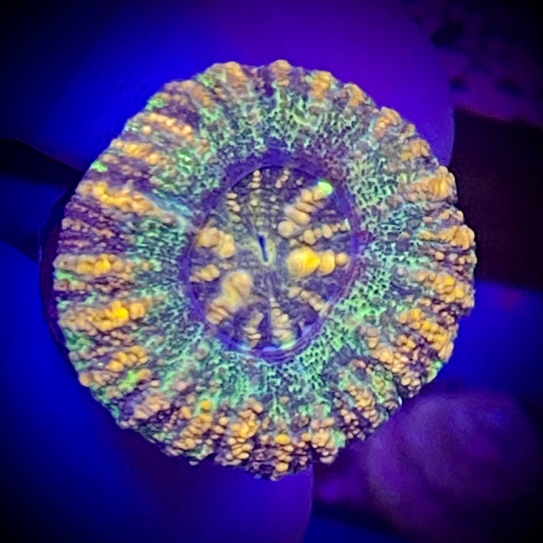 K-62 Ultra Nano Button Scoly