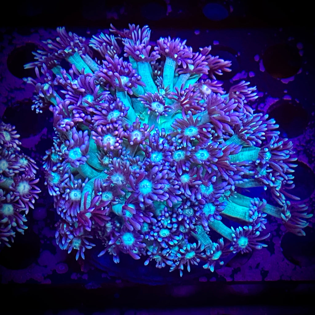 K-21 Twinkler Gonipora