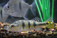 Kelberi Peacock Bass