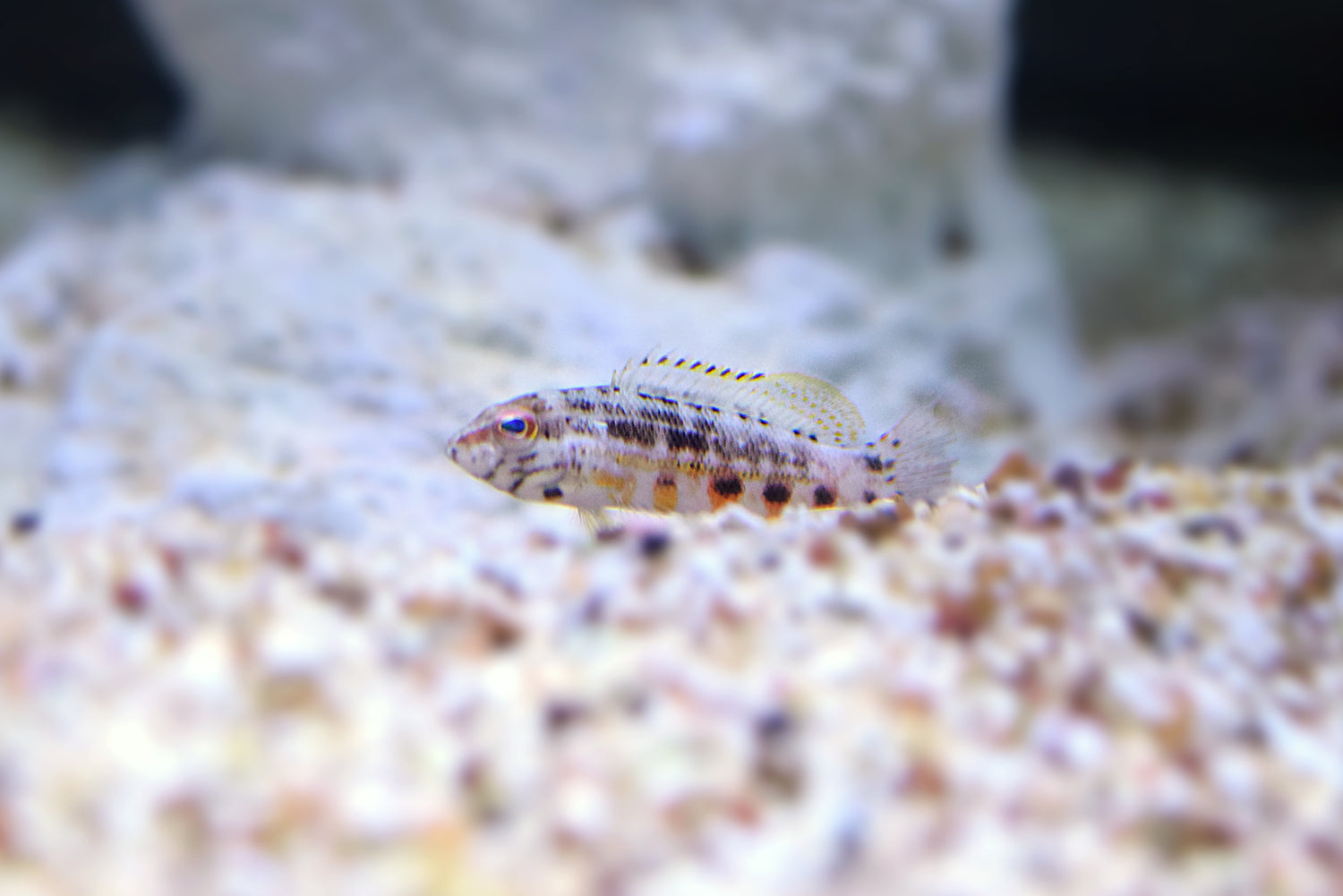 Lantern Basslet