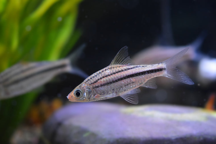 Lineatus Barb