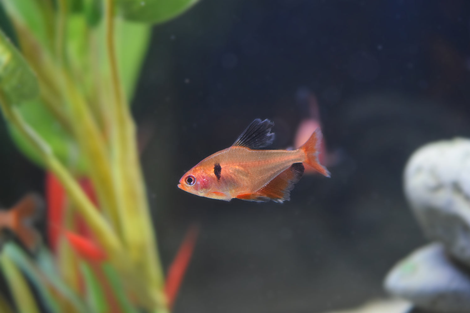 Longfin Serpae Tetra