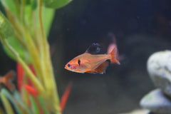 Longfin Serpae Tetra