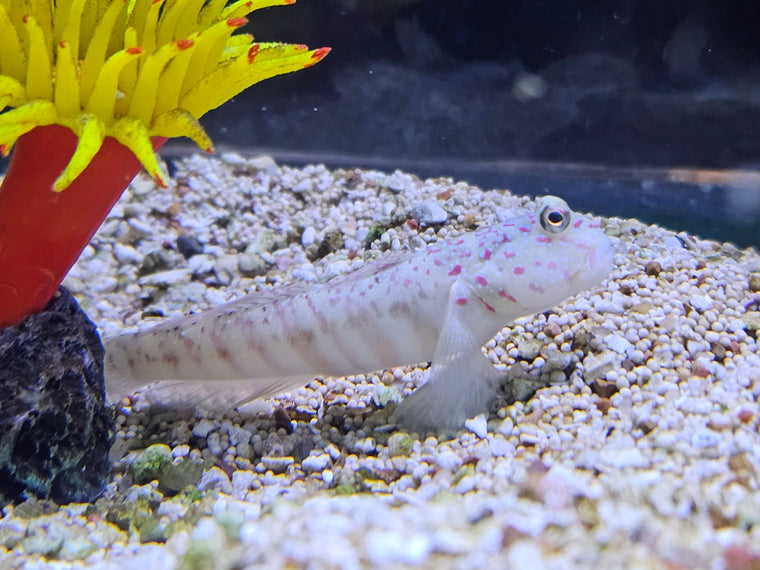 Luther Goby
