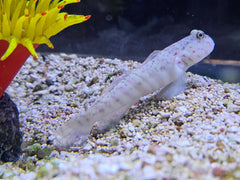 Luther Goby