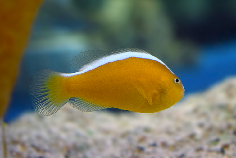 Orange Skunk Clown