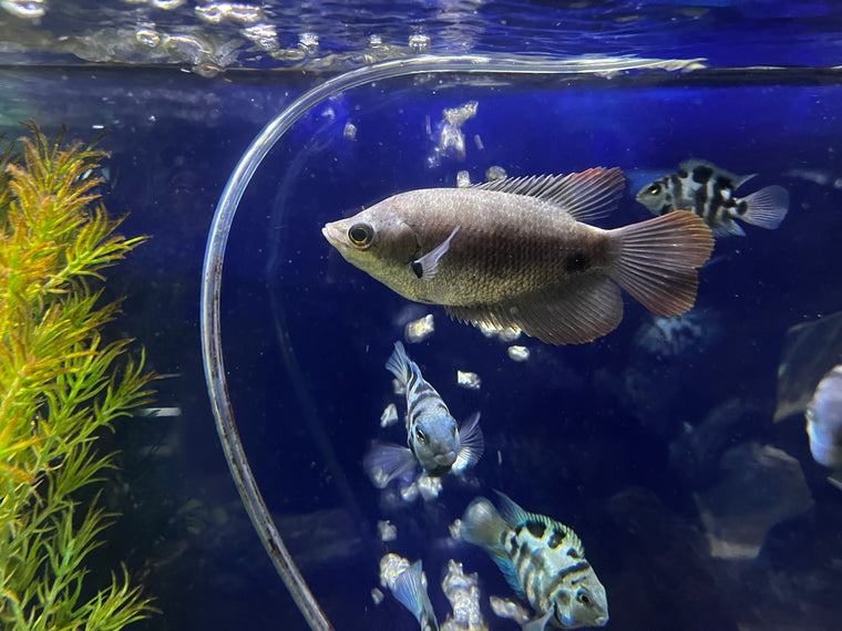 Red Honey Gourami