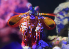 Peacock Mantis Shrimp