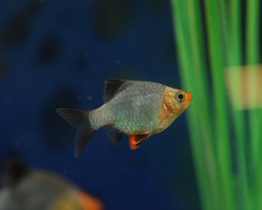Platinum Green Tiger Barb