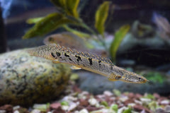 Polypterus delhezi
