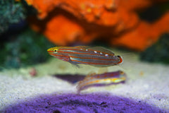 Rainford Goby