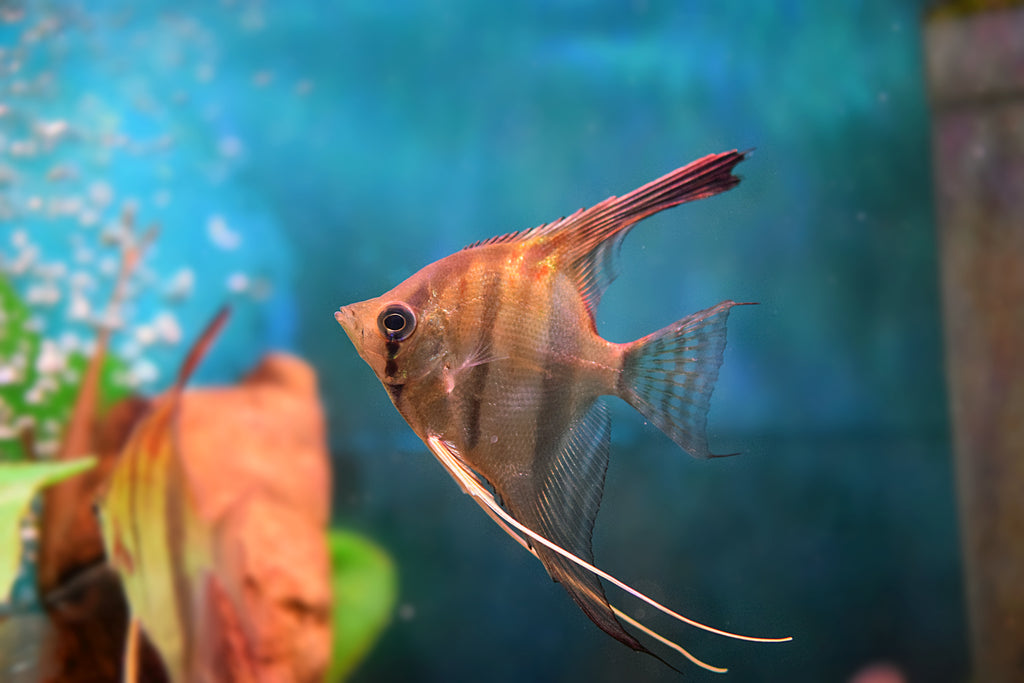 Red Back Manacapura Angelfish