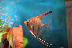 Red Back Manacapura Angelfish