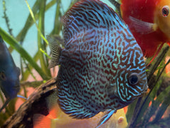 Ring Leopard Discus