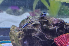 Sharknose Goby