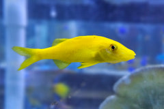 Yellow Goatfish