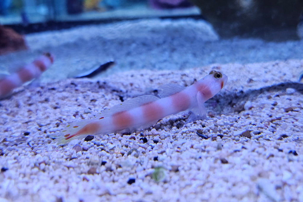 Aurora Goby