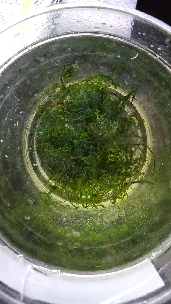 Peacock Moss