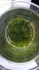 Peacock Moss