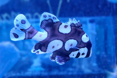 Clown Sweetlips