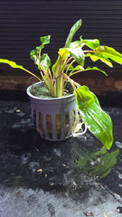 Cryptocoryne wendtii "Red" -Potted