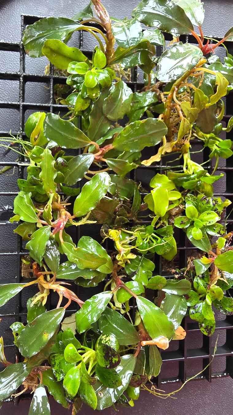 Assorted Bucephalandra
