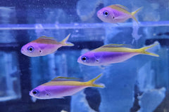 Blue and Yellow Fusilier